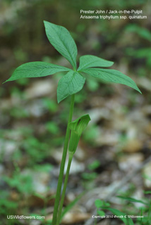 Prester John - Arisaema triphyllum ssp. quinatum