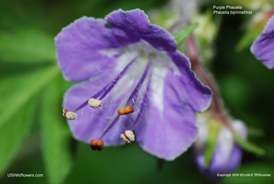 Purple Phacelia - Phacelia bipinnatifida
