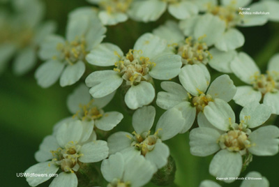 Common Yarrow, Milfoil - Achillea millefolium