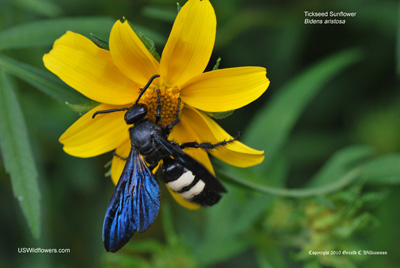 Wasp? Fly? On Tickseed Sunflower (Bidens aristosa)