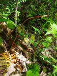 Click to see big picture (360x480 pixels; 65 KB))