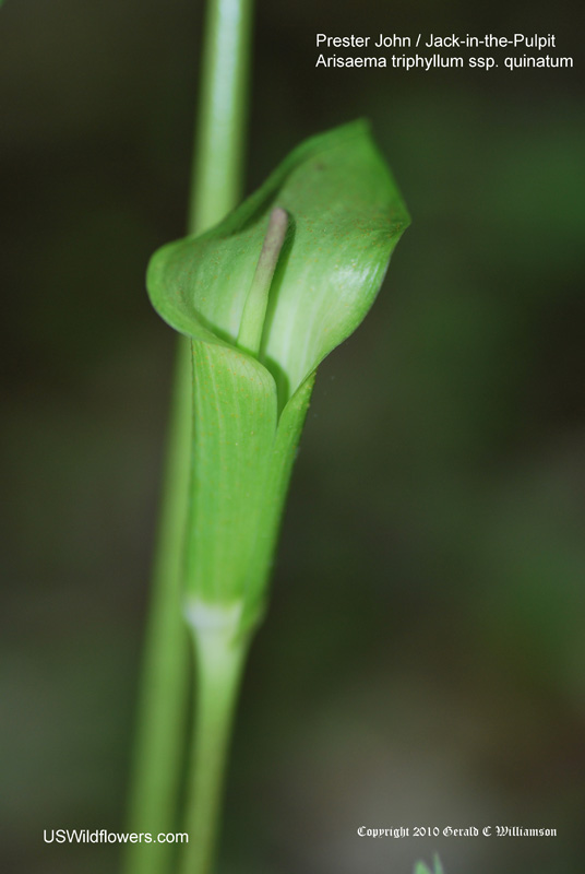 Arisaema quinatum