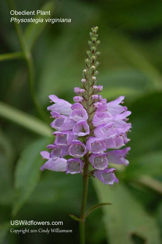 Bunch Artificial Blue Purple Physostegia Obedient Plant Realistic Wild Flowers 