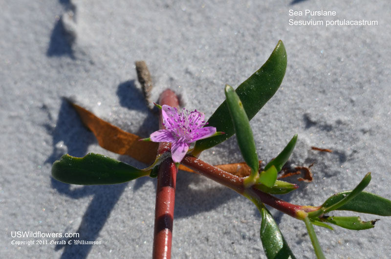 Sesuvium portulacastrum