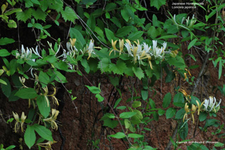 Japanese Honeysuckle Japanese Honeysuckle - Lonicera japonica