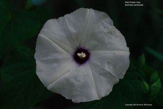 Wild Potato Vine - Ipomoea pandurata
