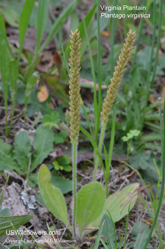 White mans Little Foot: Dwarf Plantain - Eat The Weeds 