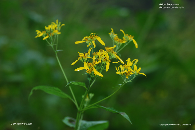 Verbesina occidentalis Yellow Crown-Beard 100 Seeds 