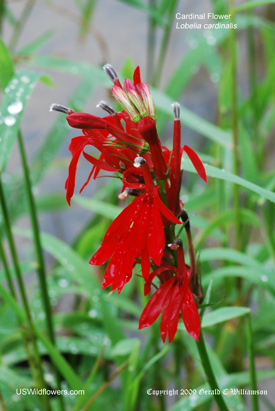 US Wildflower Cardinal Flower, Scarlet Lobelia Lobelia