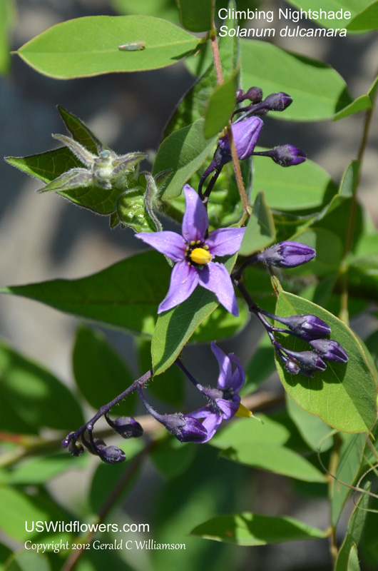 Solanum dulcamara