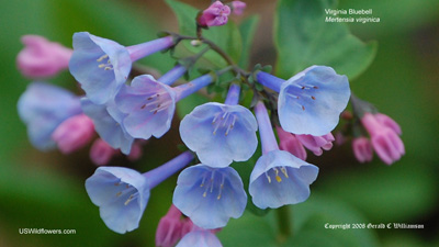 Virginia Bluebells - Mertensia virginica