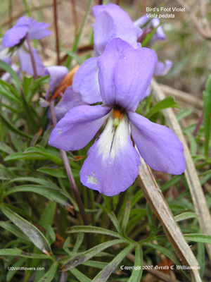 Bird's-foot violet - Viola pedata