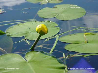 Yellow Pond Lily - Nuphar lutea