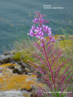 Fireweed, Narrow-leaf fireweed, Willow Herb - Chamerion angustifolium Fireweed, Narrow-leaf fireweed, Willow Herb - Chamerion angustifolium