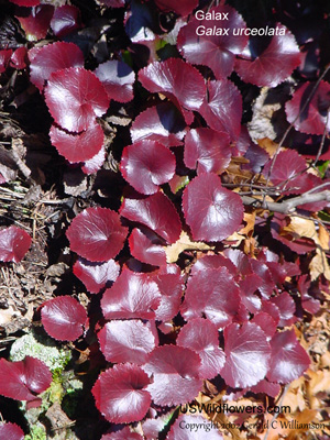 Beetleweed, Galax, Wandplant, Wandflower, Coltsfoot - Galax urceolata