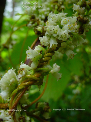 Dodder Vine, Scaldweed - Cuscuta gronovii Dodder Vine, Scaldweed - Cuscuta gronovii
