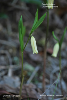 Sessileleaf Bellwort - Uvularia sessilifolia Sessileleaf Bellwort - Uvularia sessilifolia