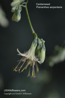Cankerweed, Lion's Foot, Snakeweed, Earthgall, Butterweed - Prenanthes serpentaria