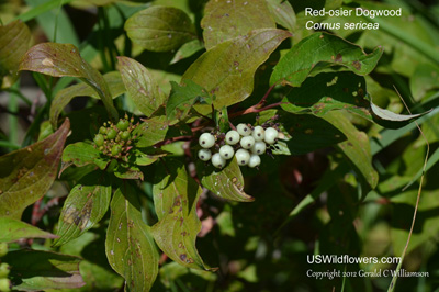 Red-osier Dogwood, Western Dogwood, American Dogwood - Cornus sericea Berries