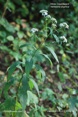 White Crownbeard, Frostweed, Iceplant, Virginia Crownbeard - Verbesina virginica