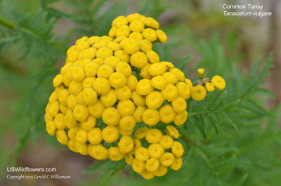 Common Tansy, Golden Buttons, Bitter Buttons, Cow Bitter, Garden Tansy - Tanacetum vulgare