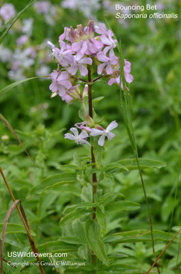 Bouncing Bet, Common Soapwort, Crow Soap, Wild Sweet William, Soapweed - Saponaria officinalis 