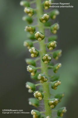 Common Ragweed, Annual Ragweed, Small Ragweed, Roman Wormwood - Ambrosia artemisiifolia