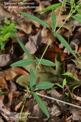 Orbexilum pedunculatum