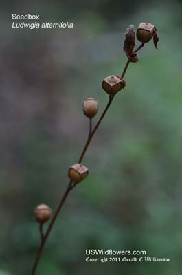 Ludwigia alternifolia