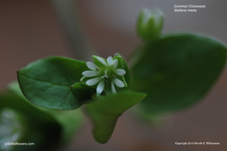 Common Chickweed - Stellaria media