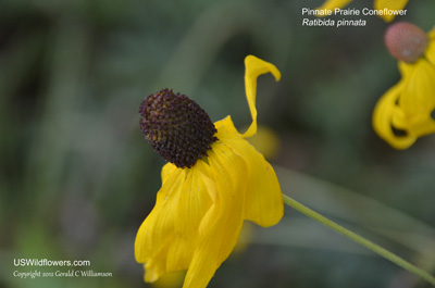 Pinnate Prairie Coneflower, Yellow Coneflower, Grayhead Coneflower - Ratibida pinnata Pinnate Prairie Coneflower, Yellow Coneflower, Grayhead Coneflower - Ratibida pinnata