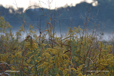 Webstrewn Goldenrod