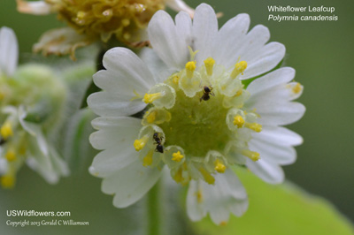Whiteflower Leafcup, White Bear's Foot, Smallflower Leafcup - Polymnia canadensis