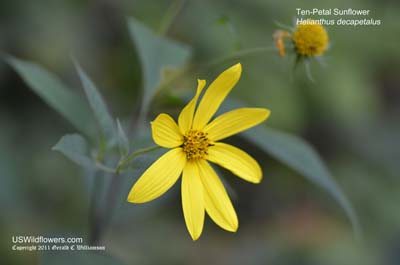 Thinleaf Sunflower, Ten-petal Sunflower, Forest Sunflower, Pale Sunflower - Helianthus decapetalus Thinleaf Sunflower, Ten-petal Sunflower, Forest Sunflower, Pale Sunflower - Helianthus decapetalus