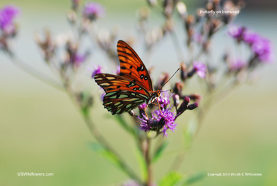 Butterfly on Ironweed