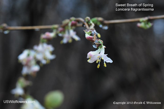 Sweet Breath of Spring - Lonicera fragrantissima