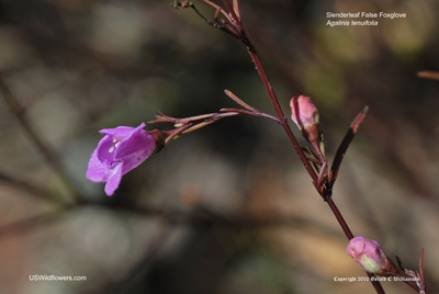 Slender Gerardia, Slenderleaf False Foxglove - Agalinis tenuifolia