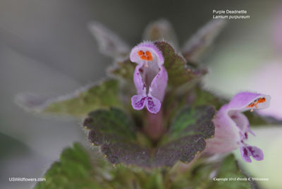 Purple Deadnettle - Lamium purpureum