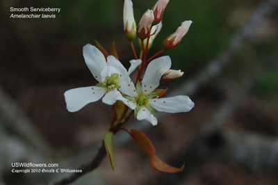 Allegheny Serviceberry, Smooth Serviceberry - Amelanchier laevis