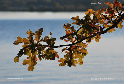 Autumn Oak Autumn Oak