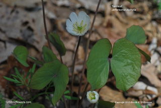 Twinleaf - Jeffersonia diphylla Twinleaf - Jeffersonia diphylla