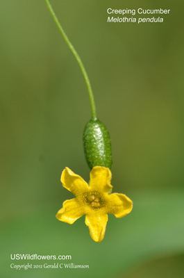 Creeping Cucumber, Guadeloupe Cucumber, Squirting Cucumber - Melothria pendula Creeping Cucumber, Guadeloupe Cucumber, Squirting Cucumber - Melothria pendula