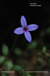 Tiny Bluet - Houstonia pusilla Tiny Bluet - Houstonia pusilla