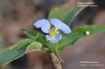 Virginia Dayflower - Commelina virginica Virginia Dayflower - Commelina virginica