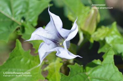 Jimsonweed, Jamestown Weed, Mad Apple, Moon Flower, Stinkwort, Thorn Apple, Devil's Trumpet - Datura stramonium Jimsonweed, Jamestown Weed, Mad Apple, Moon Flower, Stinkwort, Thorn Apple, Devil's Trumpet - Datura stramonium