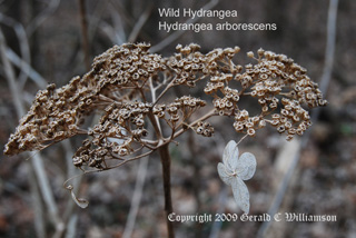 Wild Hydrangea - Hydrangea arborescens