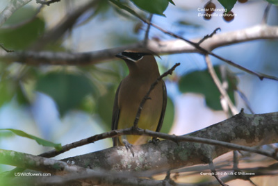 Cedar Waxwing Cedar Waxwing