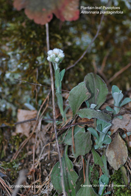 Plantain-leaf Pussytoes – Antennaria plantaginifolia