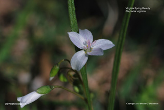 Virginia Spring Beauty - Claytonia virginica Virginia Spring Beauty - Claytonia virginica
