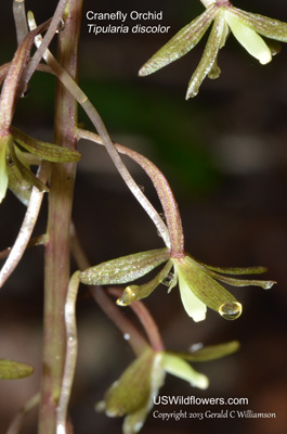 Tipularia, Cranefly Orchid, Crippled Cranefly Orchid - Tipularia discolor